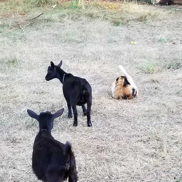Unsuspecting Kitty and Curious Goats