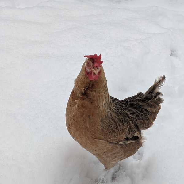 Chicken in the Snow