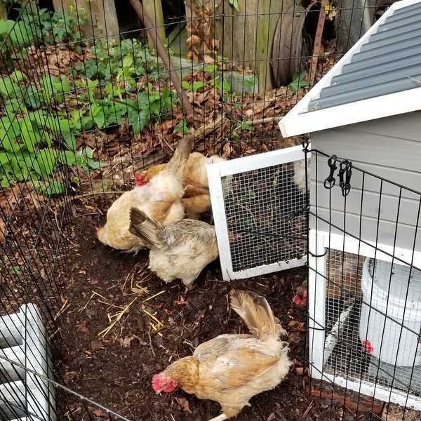 Chickens scratching for grubbies