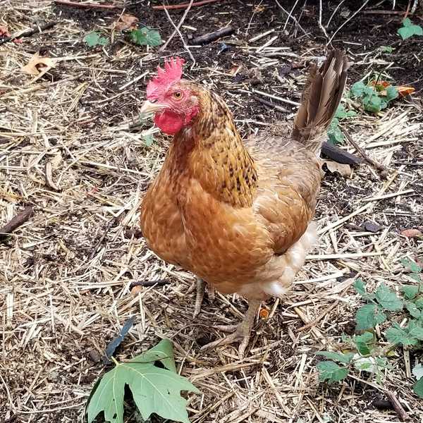 Our Small Speckly Chicken