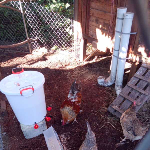 Chickens meeting Chuck Blue our New Rooster