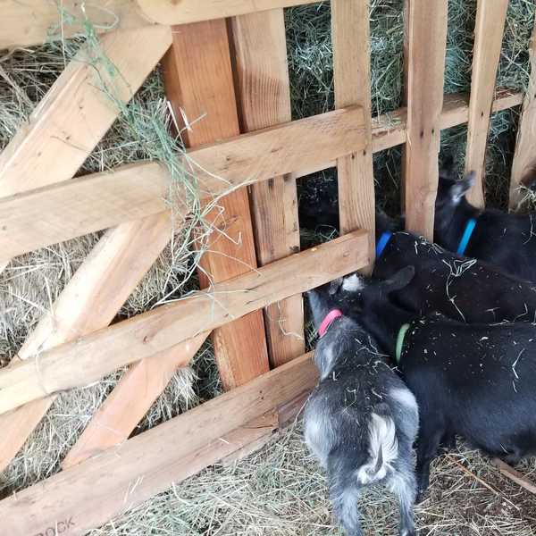 Goats sticking their head through the slats on our pallet hay bin to for meal time