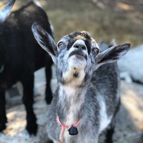 Look at me I'm a goat! 